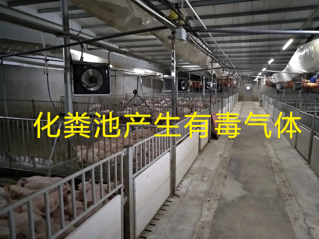 养猪场化粪池发生气体中毒 养猪场化粪池发生气体中毒